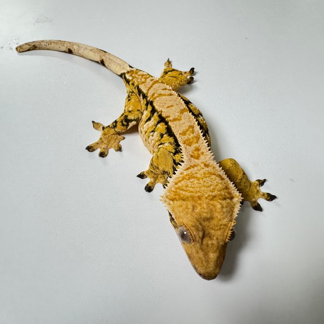 노멀 트라이 익스트림할리퀸