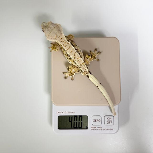 트라이 노멀 드리피 화이트스팟