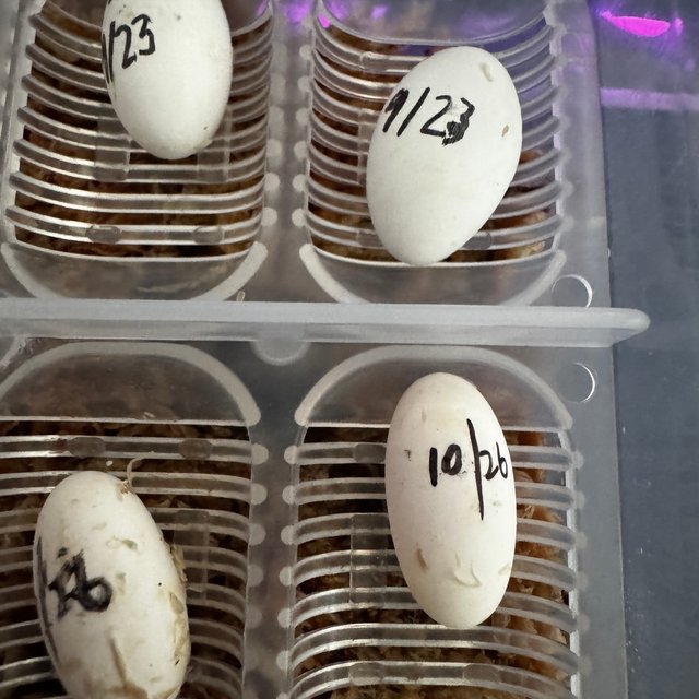 노멀 트라이 익스트림할리퀸