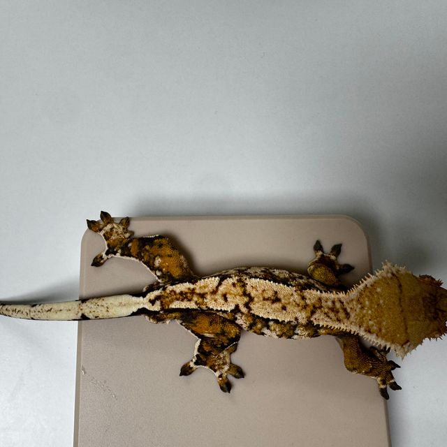 트라이 익스트림할리퀸 바브 텐저린