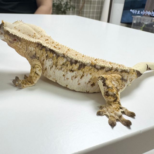 트라이 노멀 드리피 화이트스팟