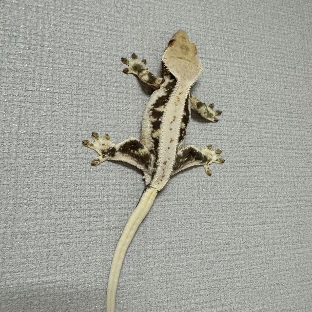 릴리화이트