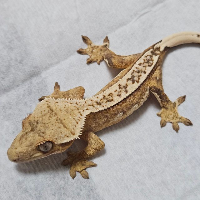크림시클