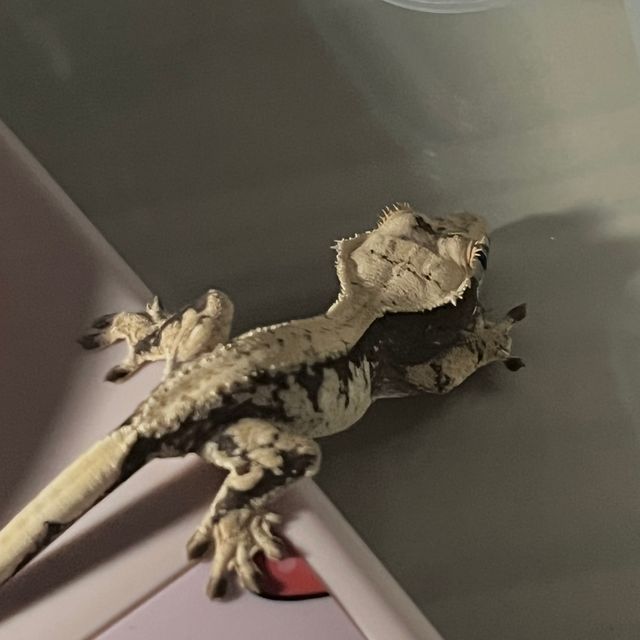 노멀 화이트스팟