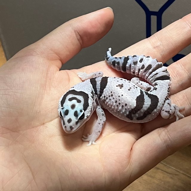 헷 고스트 오레오 화이트아웃