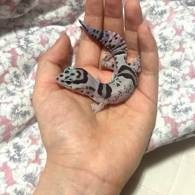 헷 고스트 오레오 화이트아웃