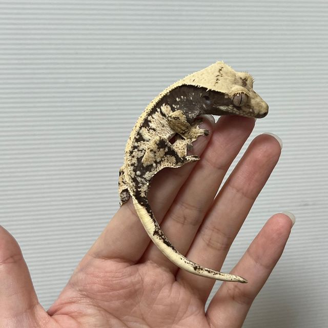 노멀 화이트스팟