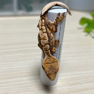 화이트핀 텐저린 트라이