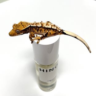화이트핀 텐저린 트라이