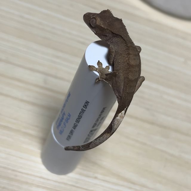패턴리스 팬텀 벅스킨 챠콜
