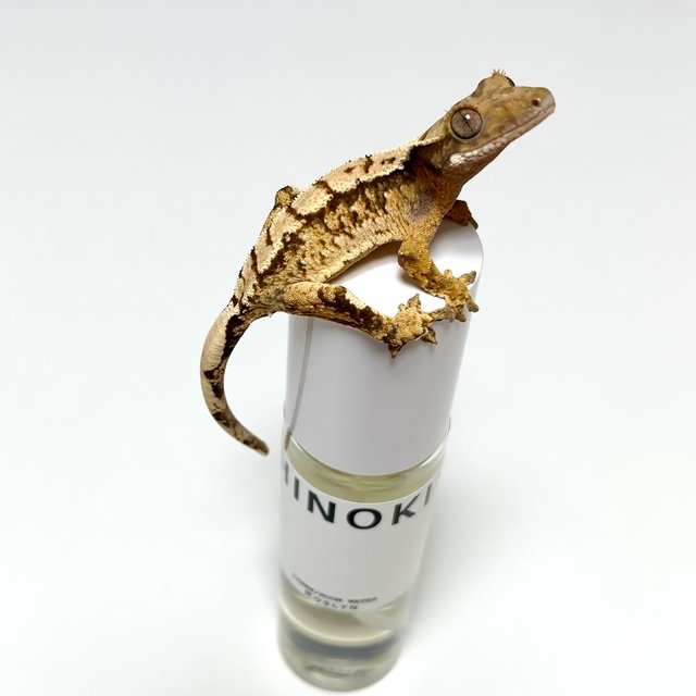 노멀 익스트림할리퀸 트라이