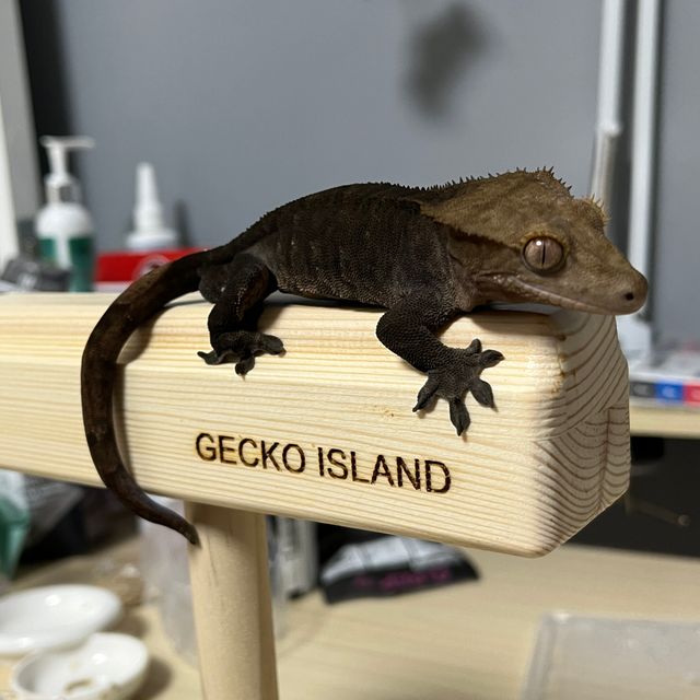 벅스킨 챠콜 블랙