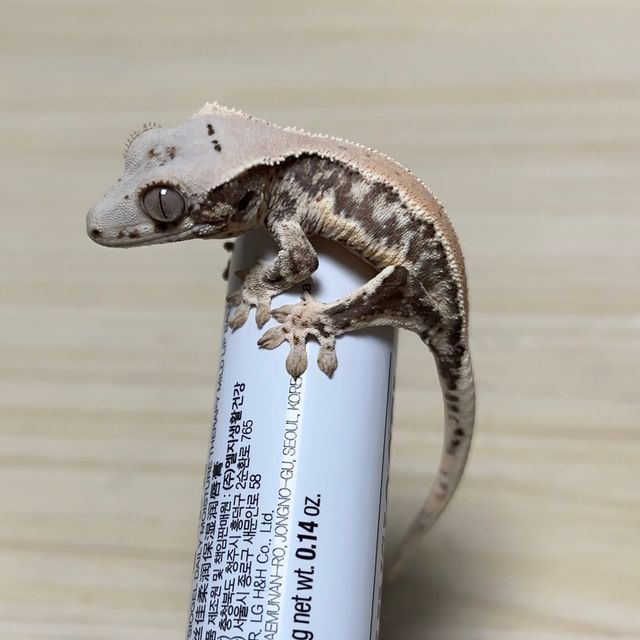 릴리화이트