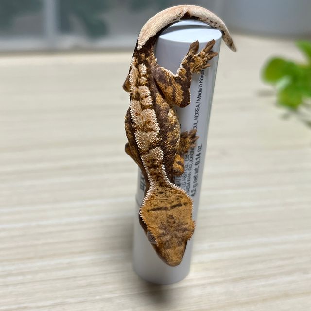 화이트핀 텐저린 트라이