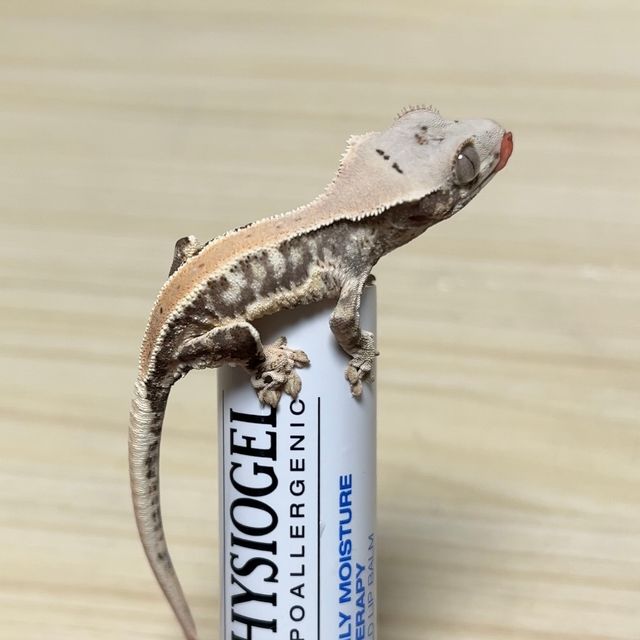 릴리화이트