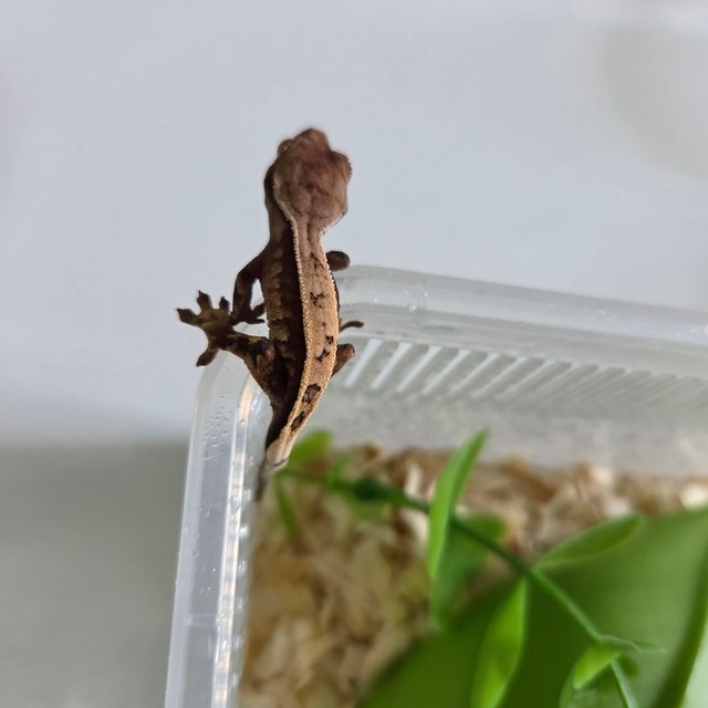 세이블 트라이 풀핀