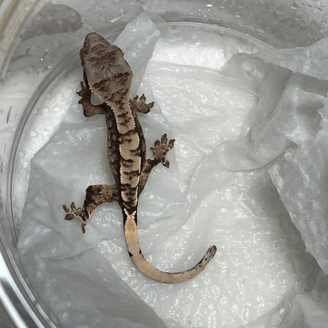 트라이