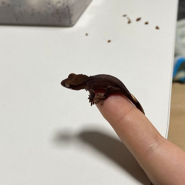 벅스킨 블랙 다크 챠콜