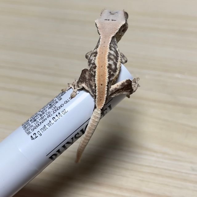 릴리화이트