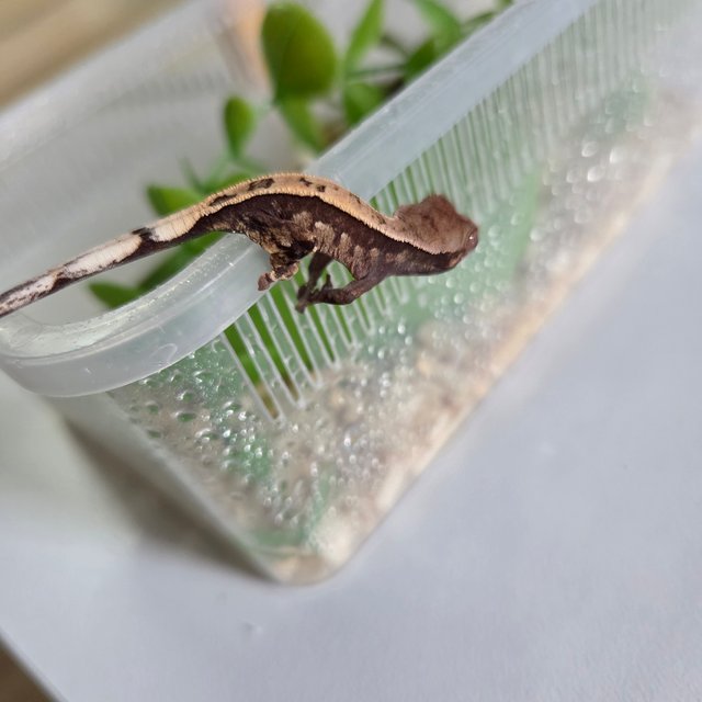 세이블 트라이 풀핀