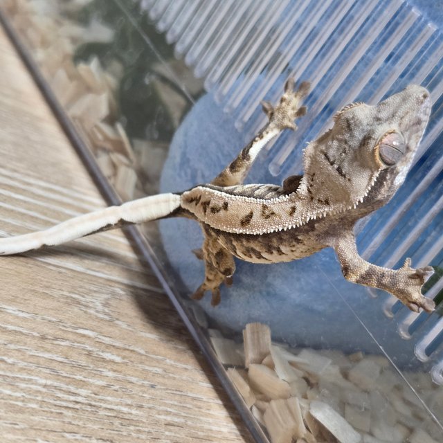 노멀 트라이 풀핀