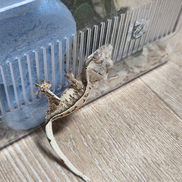 노멀 트라이 풀핀