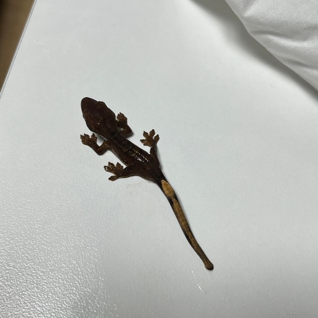 패턴리스 팬텀 벅스킨 챠콜