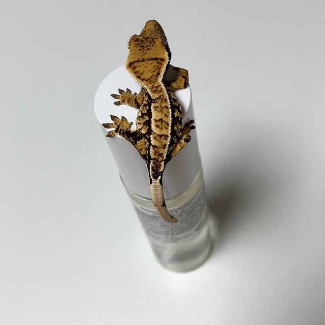 트라이 익스트림할리퀸