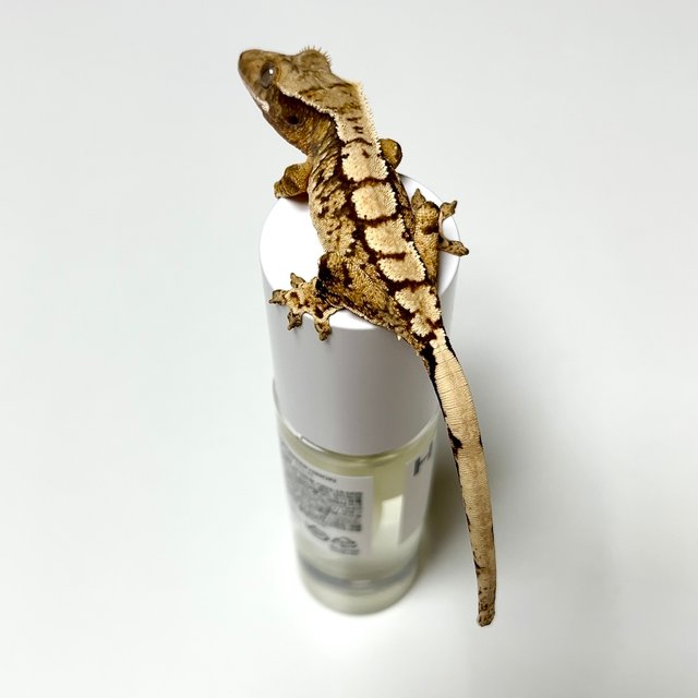 노멀 익스트림할리퀸 트라이