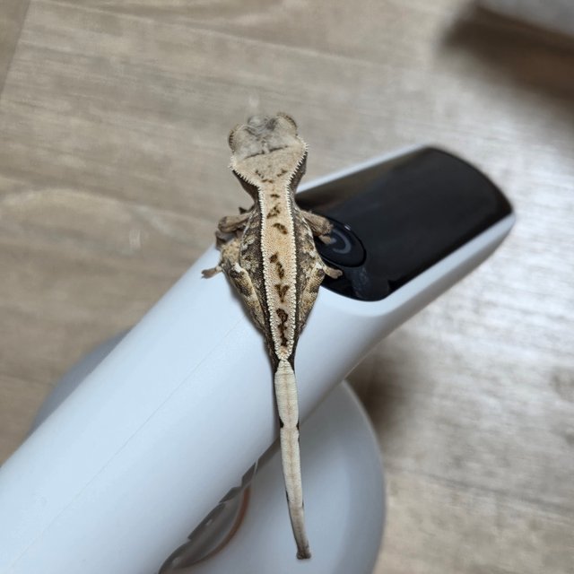 노멀 트라이 풀핀