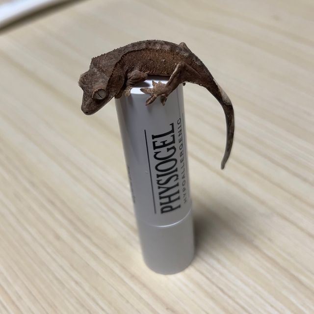벅스킨 팬텀 패턴리스