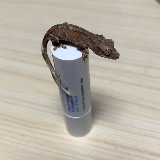 벅스킨 팬텀 패턴리스