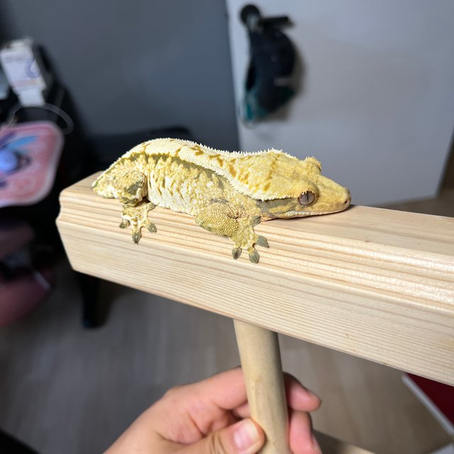 트라이 익스트림할리퀸