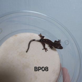 BP08