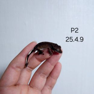 P2