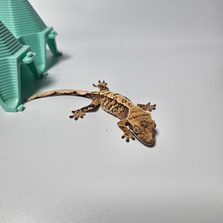 트라이 익스트림할리퀸 노멀