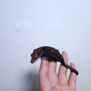 다크 패턴리스 챠콜 카푸치노