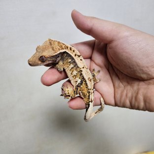 노멀 트라이 익스트림할리퀸 화이트스팟