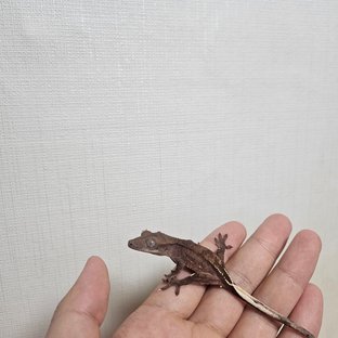 다크 레드 벅스킨 팬텀