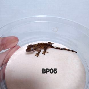 BP05