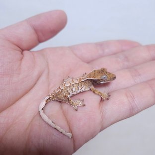 화이트 텐저린 트라이 익스트림할리퀸