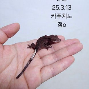 다크 패턴리스 챠콜 카푸치노
