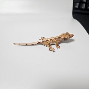 트라이 익스트림할리퀸 텐저린 화이트