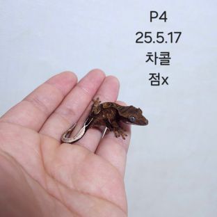 다크 챠콜
