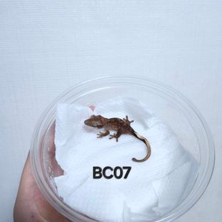 BC07