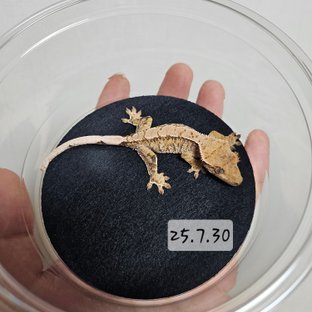 트라이 익스트림할리퀸