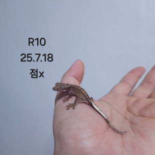 다크 레드 벅스킨 팬텀