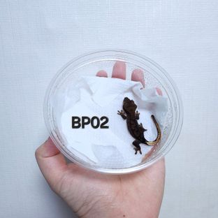 BP02