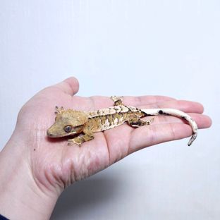트라이 익스트림할리퀸 텐저린 화이트