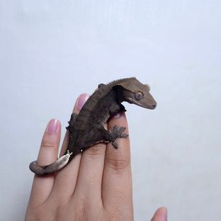 챠콜